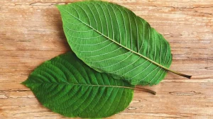 How long does it take for kratom to work?